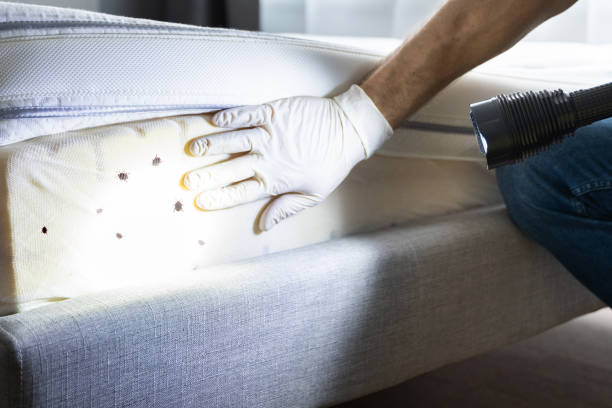 Best Insect Control  in Kenbridge, VA