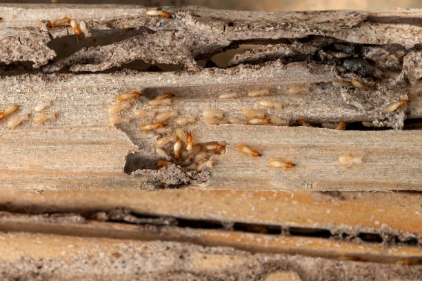 Best Pest Control for Homes  in Kenbridge, VA