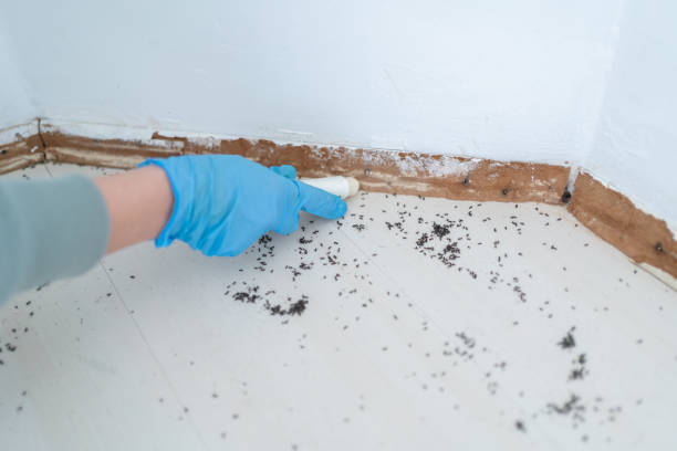 Best Bed Bug Extermination  in Kenbridge, VA
